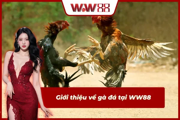 Giới thiệu về gà đá tại WW88