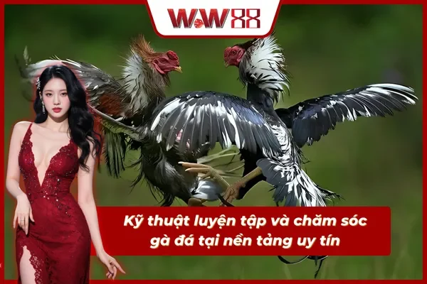 Kỹ thuật luyện tập và chăm sóc gà đá tại WW88
