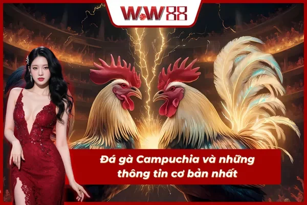 Tìm hiểu về hình thức đá gà khu vực Campuchia WW88