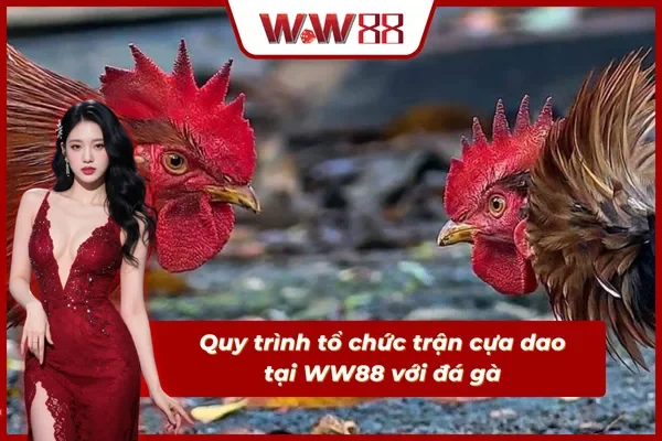 Các bước chuẩn bị cho một trận chọi gà cựa dao chuyên nghiệp