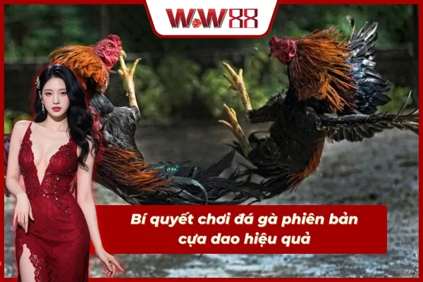 Nắm rõ bí quyết chinh phục đá gà cựa dao