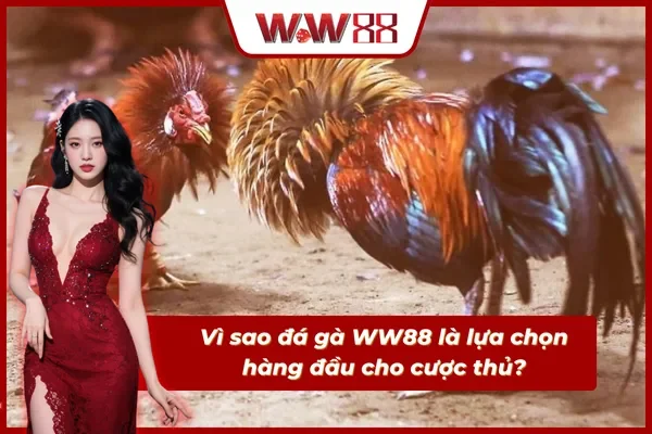 Những ưu điểm nổi bật tạo sức hút của đá gà WW88